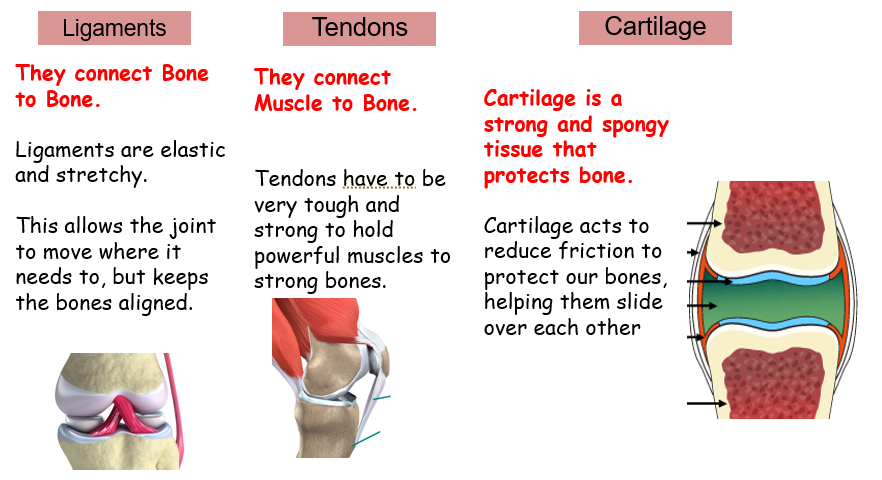 ligament, tendon and cartilage
